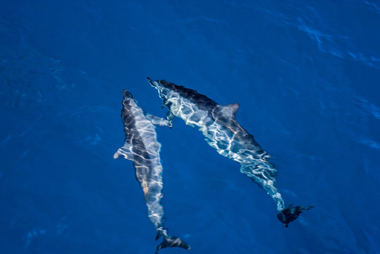 Pair Of Hawaiin Spinner Dolphins