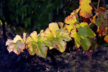 Feuille à contrejour