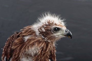 portrait of young eagle on black background