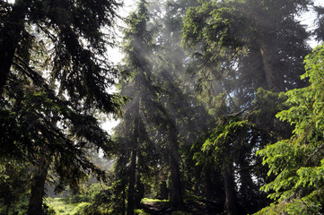 Sunbathing Spruce Needles