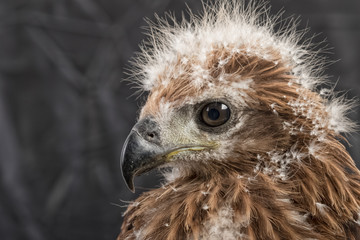 portrait of young eagle on black background