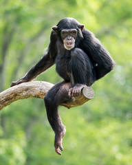 Chimpanzee XXIII