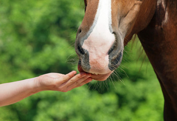 Naklejka premium The hand of the person offers a horse an entertainment