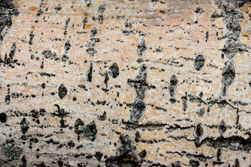 Wood texture of cut tree trunk, close-up 6