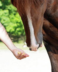 The hand of the person offers a horse an entertainment