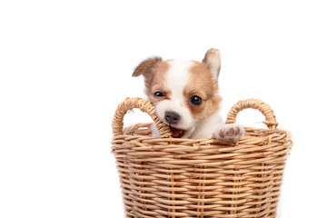 cute chihuahua puppies in the basket