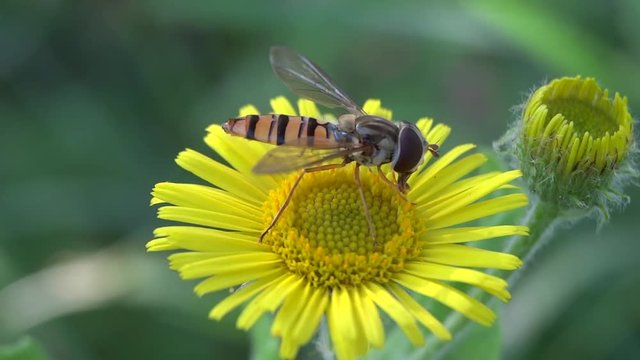 Syrphe butinant une fleur jaune.