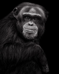 Chimpanzee XXVII