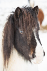 Fototapeta premium Iceland horses in winter. Iceland