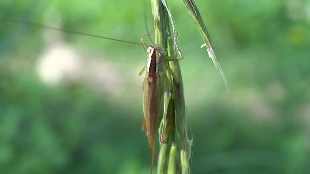 Sauterelle sur herbe.