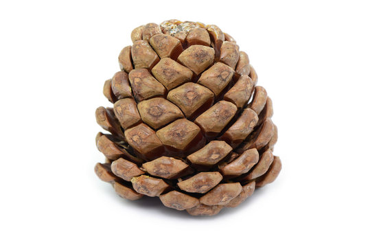 Zapfen Nadelbaum