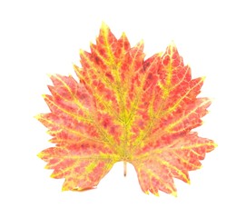 Grape colored leaf isolated on white background