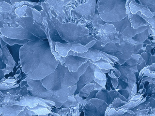 This is a background illustration of Peonies,  manipulated from my original photos to bring out the magic of the flower, the richness of its glowing color and graceful petals.