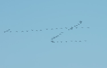 Migratory birds flying in the sky.
