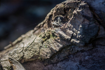 Bark