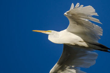 Great Egret Flying in Blue Sky