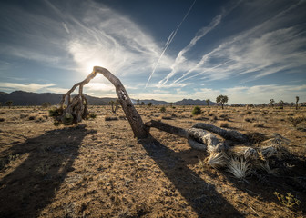 Joshua Tree