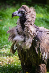Vulture