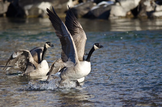 Canada Geese Taking to Flight from the River