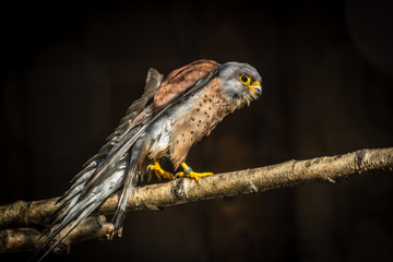 Falcon