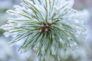 Naklejka na ściany i meble The frozen droplets of ice on pine needles.