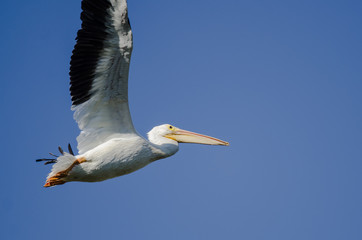 Obraz premium American White Pelican Flying in a Blue Sky