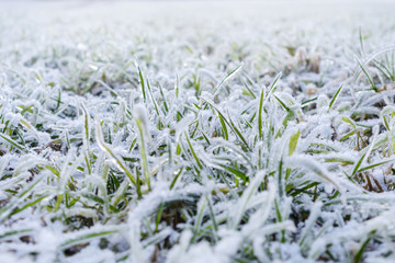 Grünes Grasfeld mit Frost bedeckt.