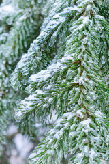 Winter Forest, spruce branches covered with snow.