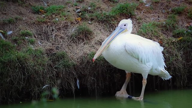 Great White Pelican In Heavy Rain