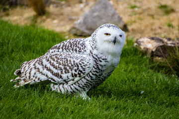 Snowy Owl