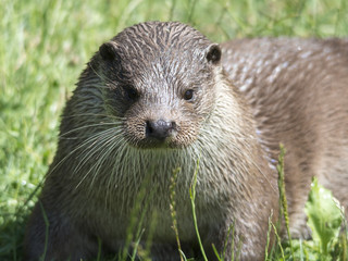 European Otter