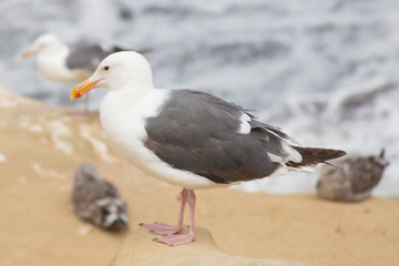 Seagull
