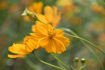 秋のコスモス畑にて