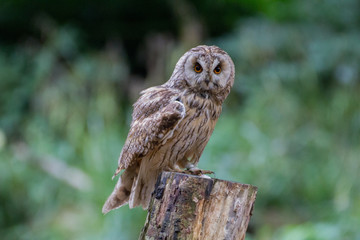 Owl