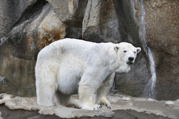 Polar bear