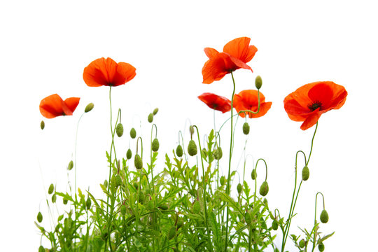 Poppy flowers isolated on white background