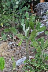 Fototapeta premium Cactus