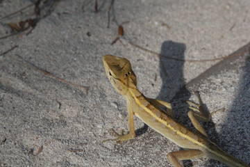 Lizard