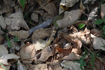 Lizard