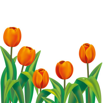 Realistic orange tulips on white background with place for text