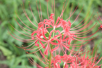 曼珠沙華畑の彼岸花