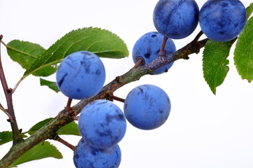 Blackthorn (Prunus spinosa)