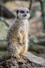 Meerkat