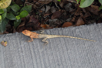 Lizard