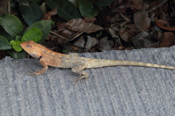 Lizard