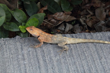 Lizard