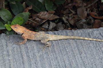 Lizard