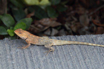 Lizard
