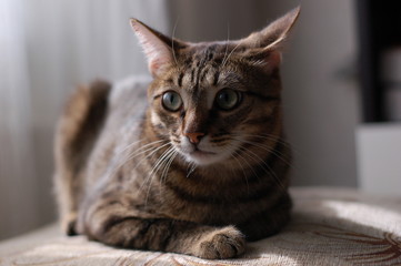 portrait of a very cute tabby cat