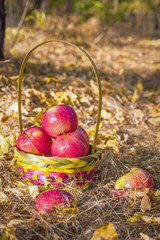 Juicy delicious apples in the basket, harvest